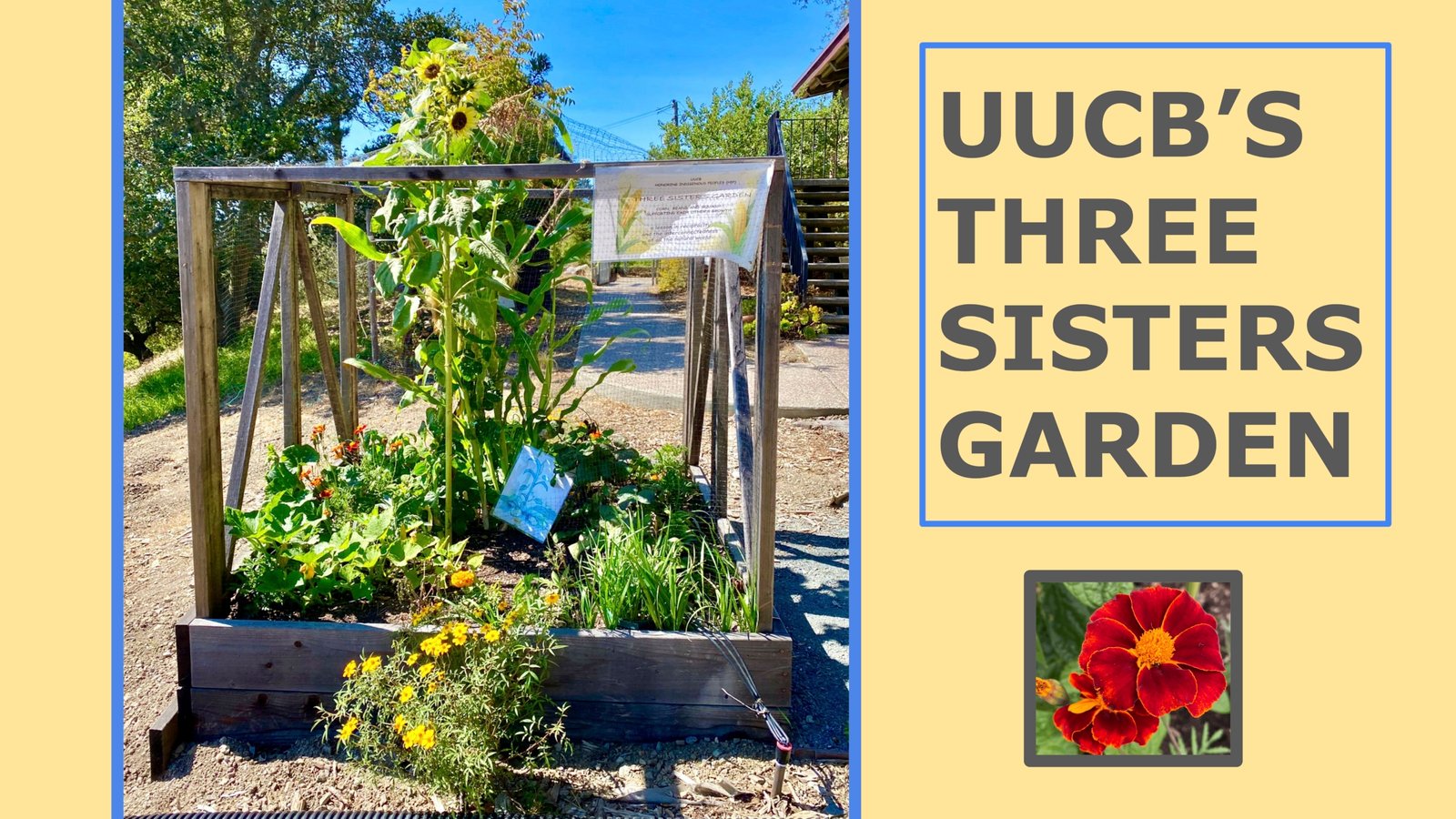UUCB's Three Sisters Garden & Potluck